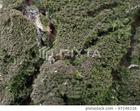 Bark with moss 97246316