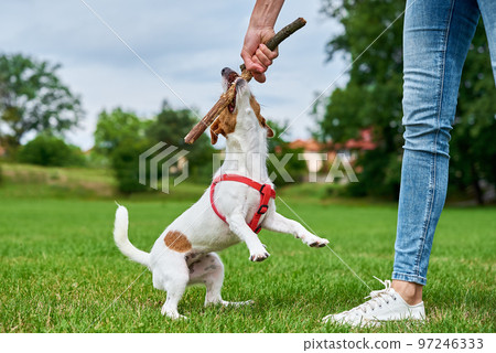 Woman has fun with dog at green grass, dog gnawing on stick Woman has fun with dog at green grass, dog gnawing on stick 97246333