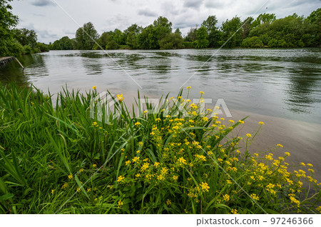 Wild daffodils in flower near the river Charente, France 97246366