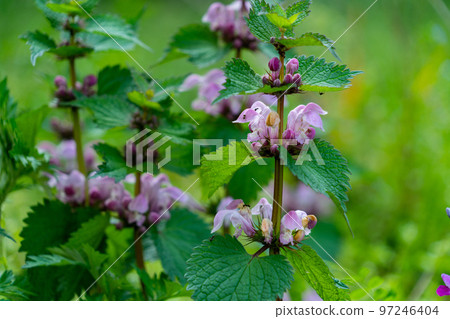 Dead nettle blooming on the mountain path 97246404