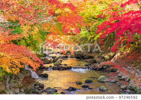 (Shizuoka Prefecture) Shuzenji Onsen Katsura River Autumn leaves 97246592