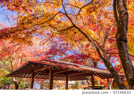 (Shizuoka Prefecture) Shuzenji Onsen Autumn leaves along the Katsura River 97246630
