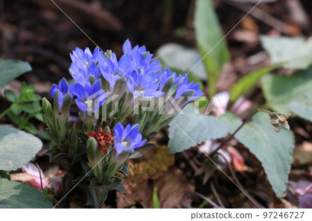 Pretty wild grass gentian that announces spring Pretty wild grass gentian that announces spring 97246727