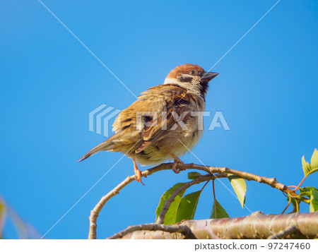 藍天和一隻麻雀棲息在樹枝上 藍天和一隻麻雀棲息在樹枝上 97247460