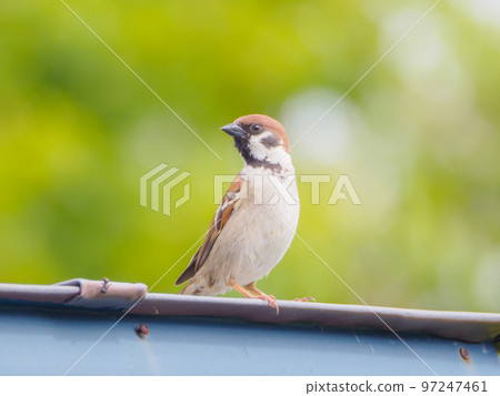 時髦的夏天麻雀 97247461