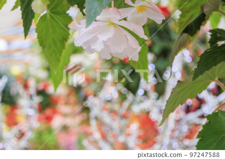 Matsue Vogel Park Flowers in full bloom Matsue Vogel Park Flowers in full bloom 97247588