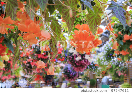 松江沃格爾公園鮮花盛開 松江沃格爾公園鮮花盛開 97247611