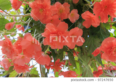 松江沃格爾公園鮮花盛開 97247650