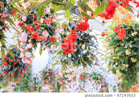 Matsue Vogel Park Flowers in full bloom Matsue Vogel Park Flowers in full bloom 97247653