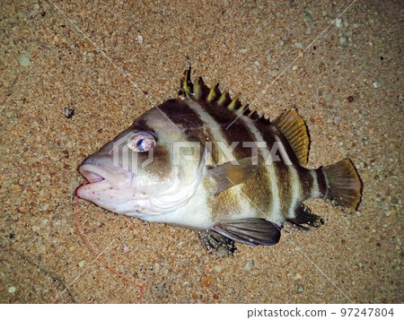 I was able to catch Tamori (Setodai), a common fish in the Seto Inland Sea. 97247804