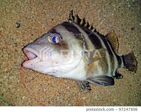 Appealing the face of a freshly caught red sea bream 97247806