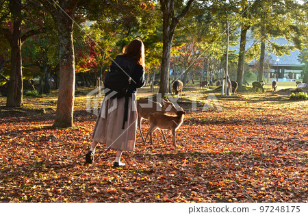 奈良縣秋葉和清晨鹿在奈良公園 97248175