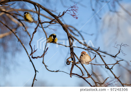 A beautiful little blue bird sits on a branch in winter and flies A beautiful little blue bird sits on a branch in winter and flies 97248306