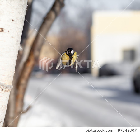 A beautiful little blue bird sits on a branch in winter and flies A beautiful little blue bird sits on a branch in winter and flies 97248307