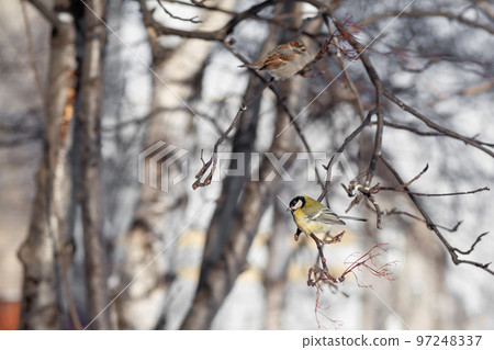 A beautiful little blue bird sits on a branch in winter and flies A beautiful little blue bird sits on a branch in winter and flies 97248337