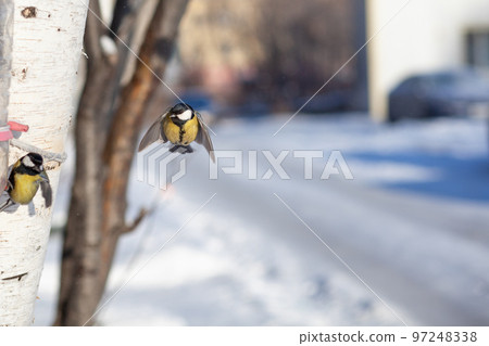 A beautiful little blue bird sits on a branch in winter and flies A beautiful little blue bird sits on a branch in winter and flies 97248338