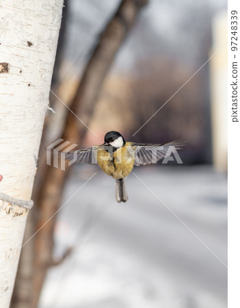 A beautiful little blue bird sits on a branch in winter and flies A beautiful little blue bird sits on a branch in winter and flies 97248339