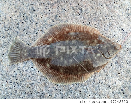 與捕獲比目魚的地方的原始顏色 與捕獲比目魚的地方的原始顏色 97248720