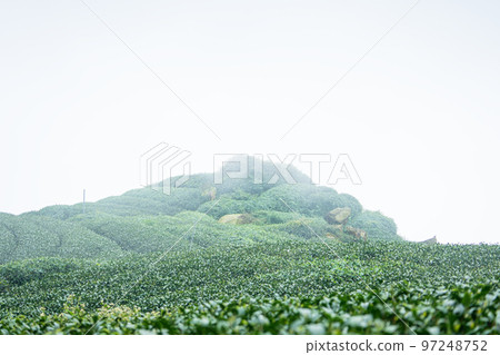Tea leaf plantation garden leisure field tea field 97248752