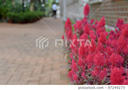 Red flower amaranth family. Celosia plumose plant. Red flower amaranth family. Celosia plumose plant. 97249273