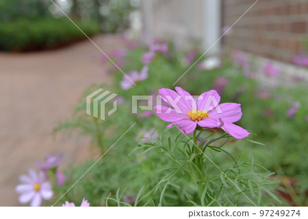 the cosmos flowers on flower garden., nature concept the cosmos flowers on flower garden., nature concept 97249274
