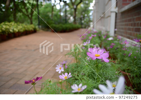 the cosmos flowers on flower garden., nature concept the cosmos flowers on flower garden., nature concept 97249275
