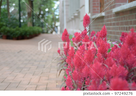 Red flower amaranth family. Celosia plumose plant. Red flower amaranth family. Celosia plumose plant. 97249276