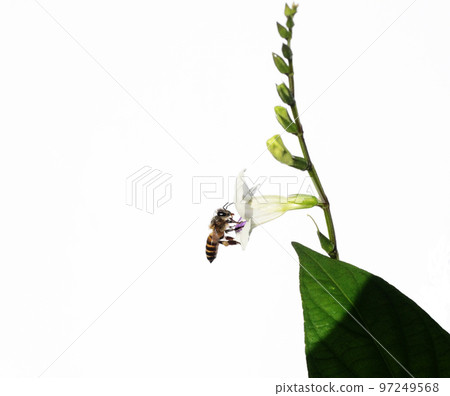 Honey bee seeking nectar on white Chinese violet or coromandel or creeping foxglove ( Asystasia gangetica ) blossom in field isolated on white background, Pollen dust on the insect's head Honey bee seeking nectar on white Chinese violet or coromandel or creeping foxglove ( Asystasia gangetica ) blossom in field isolated on white background, Pollen dust on the insect's head 97249568