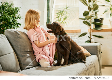 Beautiful little girl, child sitting on couch and playing with purebred dog, brown labrador at home. Comfort and happiness 97249698