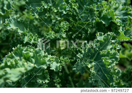 Fresh green curly kale leaves in garden. Fresh green curly kale leaves in garden. 97249727