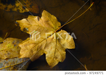 Colourful fall leaves in water, floating autumn leaf. Fall season leaves in rain puddle. Sunny autumn day foliage. Beautiful reflection in water 97249771