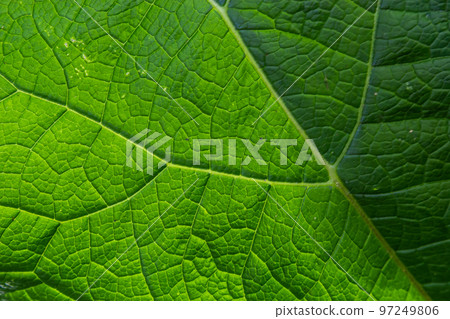 Abstract green leaves texture for background. Natural environment, ecological concept Abstract green leaves texture for background. Natural environment, ecological concept 97249806