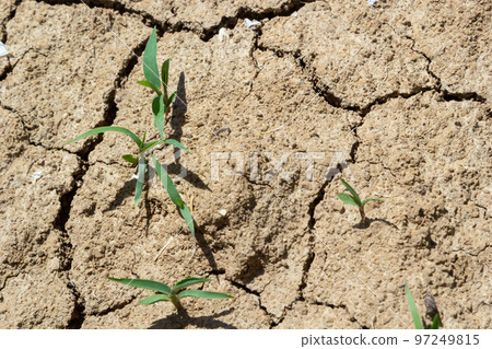 The concept of environmental restoration The growth of seedlings on cracked soil, cracked soil in the dry season affected by global warming causes climate change, water shortages The concept of environmental restoration The growth of seedlings on cracked soil, cracked soil in the dry season affected by global warming causes climate change, water shortages 97249815