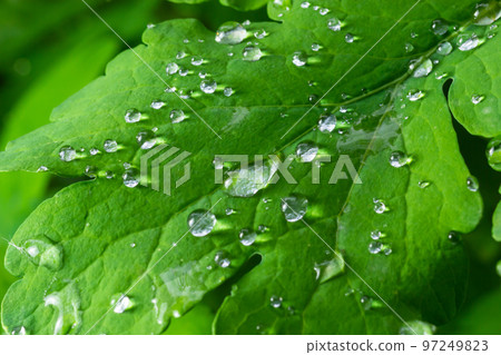 Large beautiful drops of transparent rain water on a green leaf macro. Drops of dew in the morning glow in the sun. Beautiful leaf texture in nature. Natural background 97249823