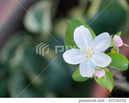 姬蘋果花[右側] 97250256