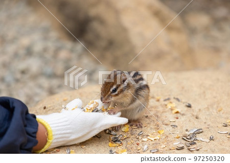 Feeding at the squirrel garden ② Feeding at the squirrel garden ② 97250320
