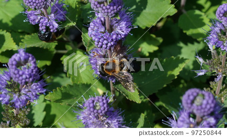 一隻大葉蜂從海葵中吸取花蜜 97250844