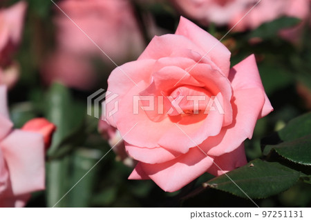 粉紅玫瑰玫瑰花玫瑰玫瑰粉紅色 97251131