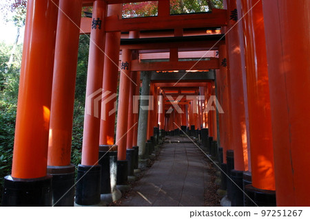 秋天的伏見稻荷神社:千鳥居(新池→熊鷹神社) 秋天的伏見稻荷神社:千鳥居(新池→熊鷹神社) 97251267