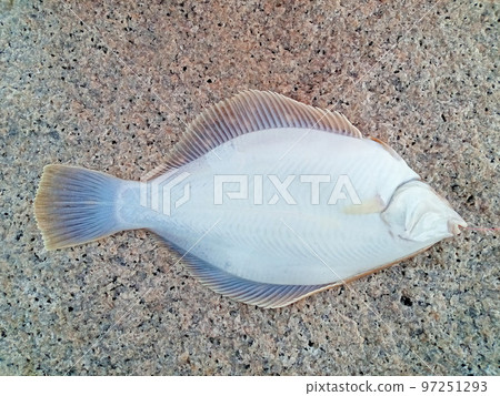 Freshly caught marbled flounder from the belly 97251293