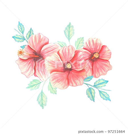 A bouquet of hibiscus . Watercolor illustration A bouquet of hibiscus . Watercolor illustration 97251664