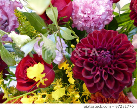 Dahlia flower gift for celebration gift 97251770