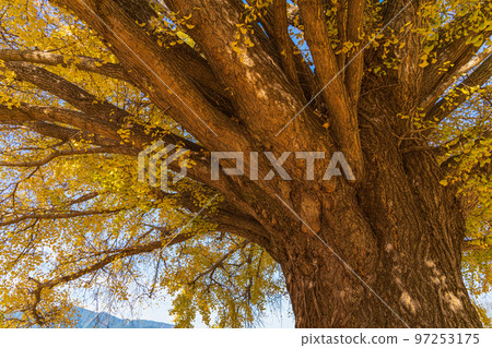 大和的黃葉大銀杏<愛知縣豐川市> 97253175