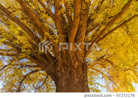 大和的黃葉大銀杏<愛知縣豐川市> 97253176