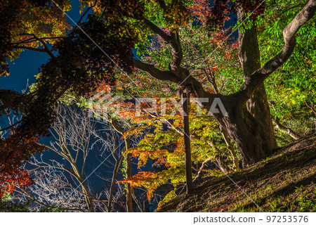 《Aichi Prefecture》Autumn Nagoya Castle open to the public at night Nagoya Castle Ninomaru garden lit up at night 《Aichi Prefecture》Autumn Nagoya Castle open to the public at night Nagoya Castle Ninomaru garden lit up at night 97253576