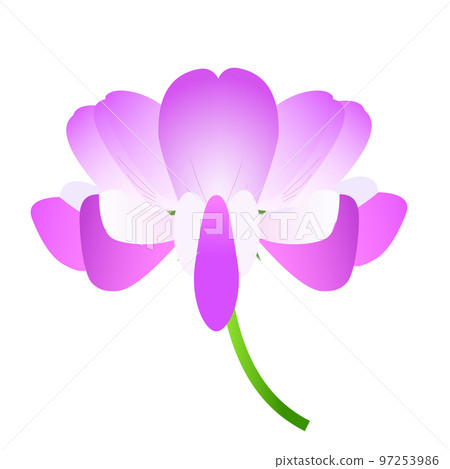 白色背景中的一朵粉紅色蓮花 97253986