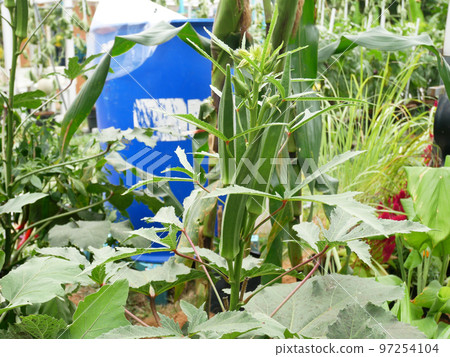 Okra or Okro. Scientific name is Abelmoschus esculentus also known in many English-speaking countries as ladies' fingers or ochro. 97254104