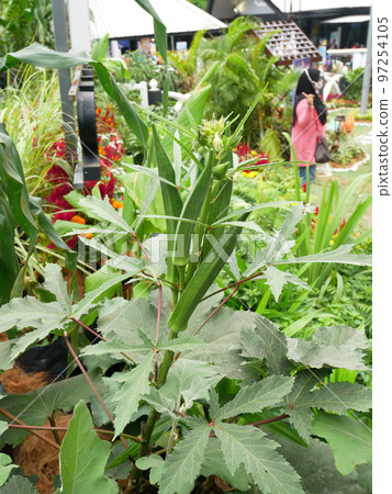 Okra or Okro. Scientific name is Abelmoschus esculentus also known in many English-speaking countries as ladies' fingers or ochro. 97254105