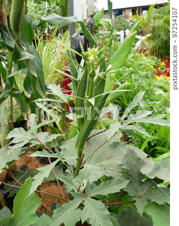 Okra or Okro. Scientific name is Abelmoschus esculentus also known in many English-speaking countries as ladies' fingers or ochro. Okra or Okro. Scientific name is Abelmoschus esculentus also known in many English-speaking countries as ladies' fingers or ochro. 97254107