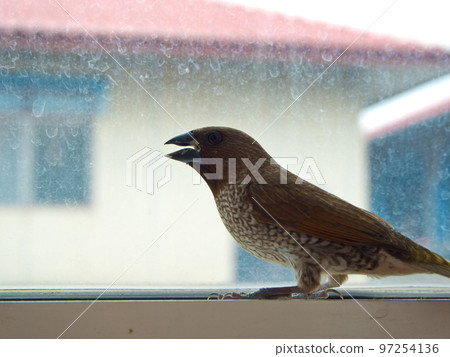 Bird at the glass window Bird at the glass window 97254136
